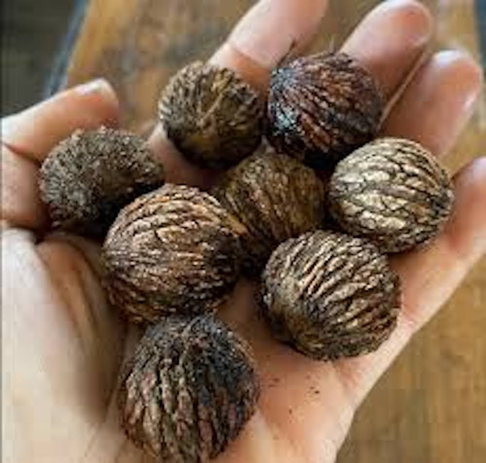 10 Black Walnut Tree Seeds Juglans Nigar Planting Seeds