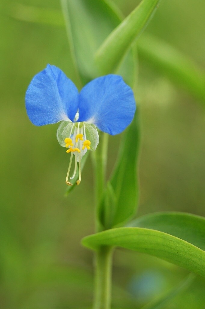 Dayflower Spiderwort cuttings to root (10) (orchid-like blooms)