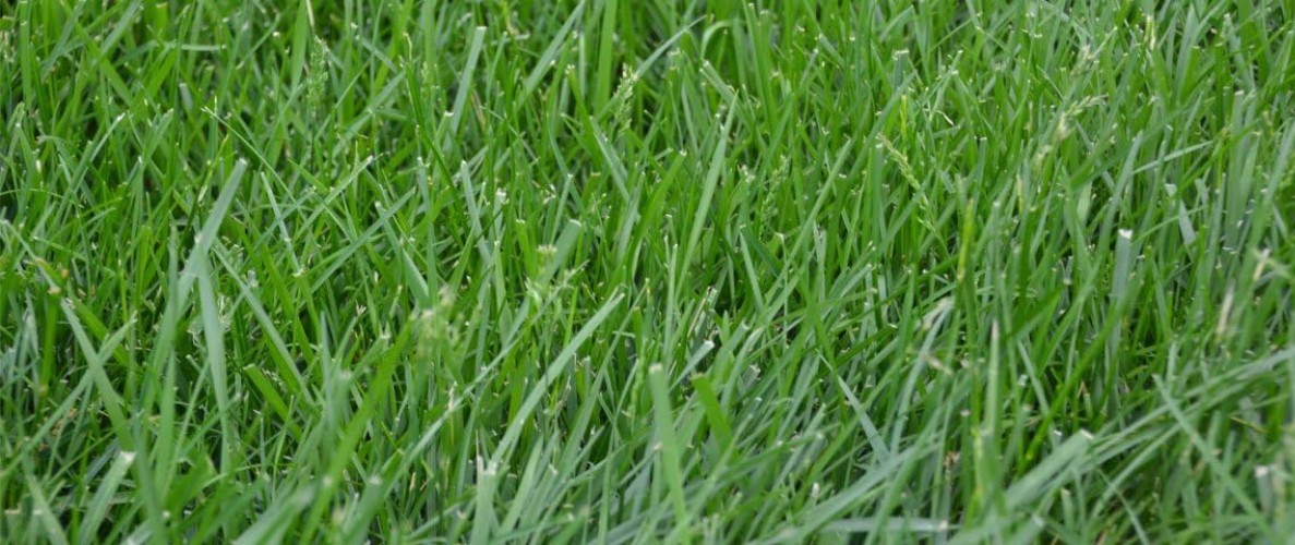 Scotts Kentucky 31 Grass Seed Mix for New Lawns or Overseeding, Grows Thicker an