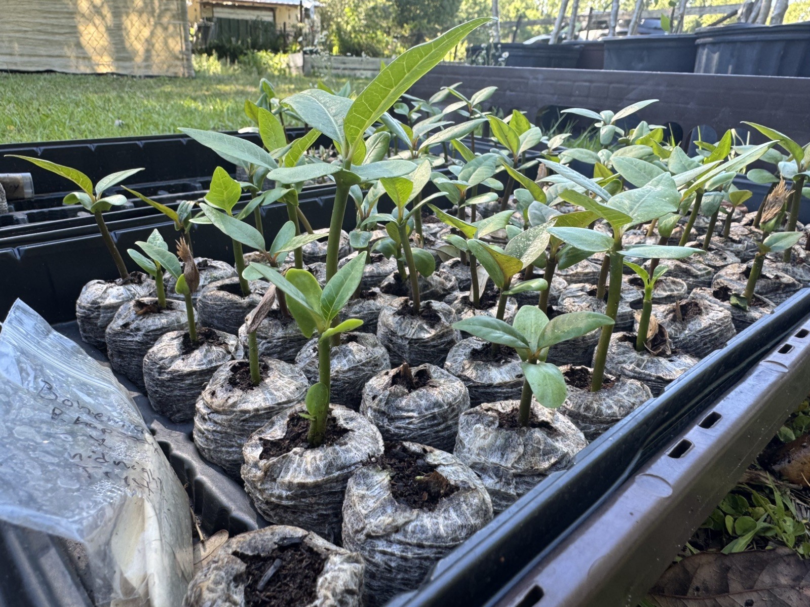 Mixed Thai Seeds bulk (Plumeria Kingdom)