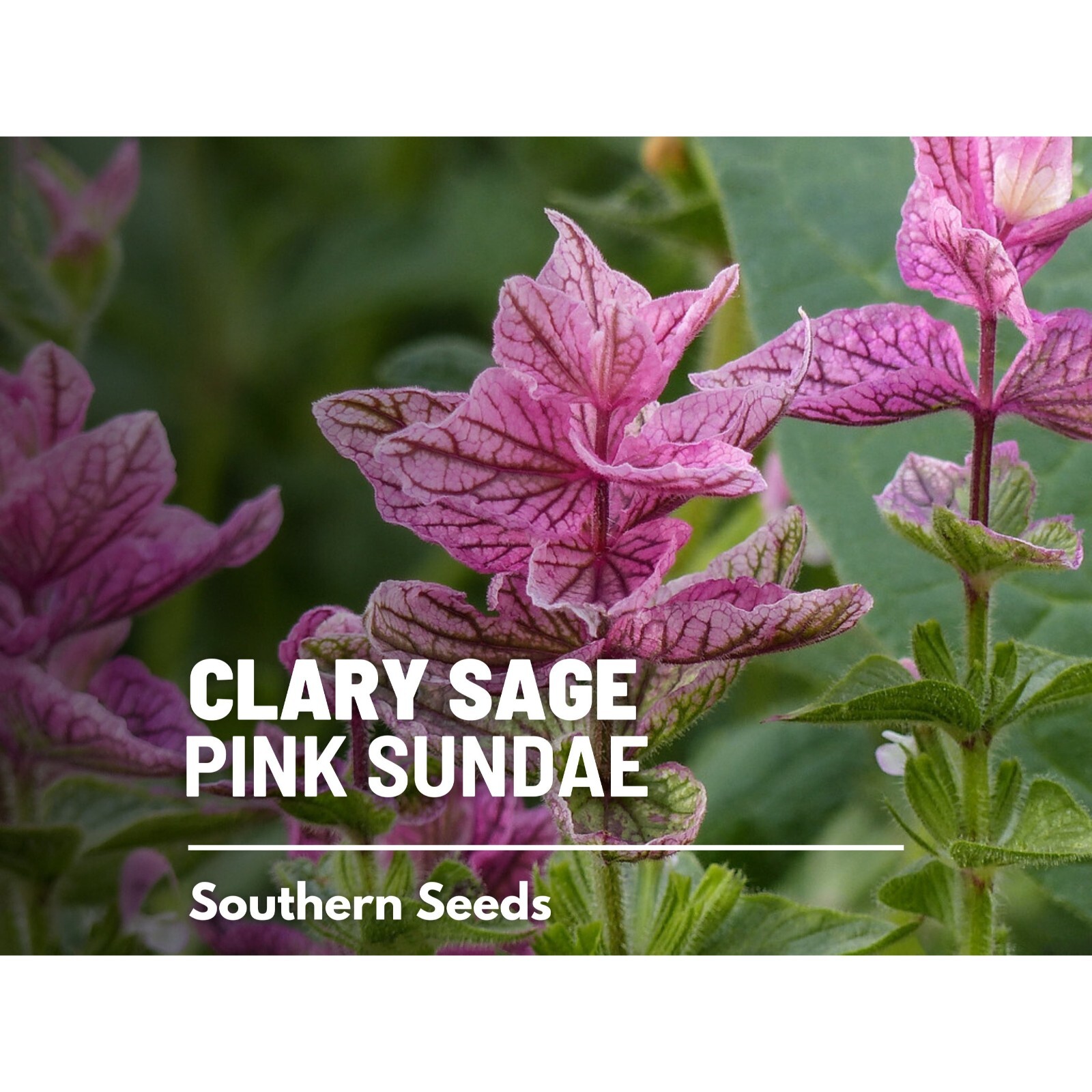 Clary Sage, Pink Sundae – 50 Seeds – Heirloom Herb, Medicinal Plant, Easy to Gro