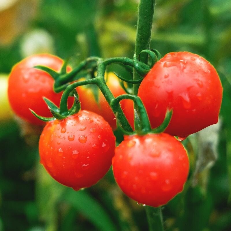 Large Red Cherry Tomato Heirloom Seeds- Non GMO- 100 Seeds