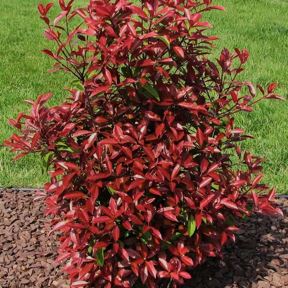 2.5 Qt. Red Tip Photinia (Photinia X Fraseri) Evergreen Shrub with Fragrant Whit