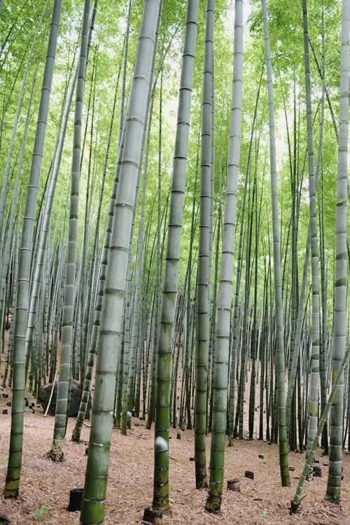 Giant Blue Henon Bamboo (24 Starter Plants)