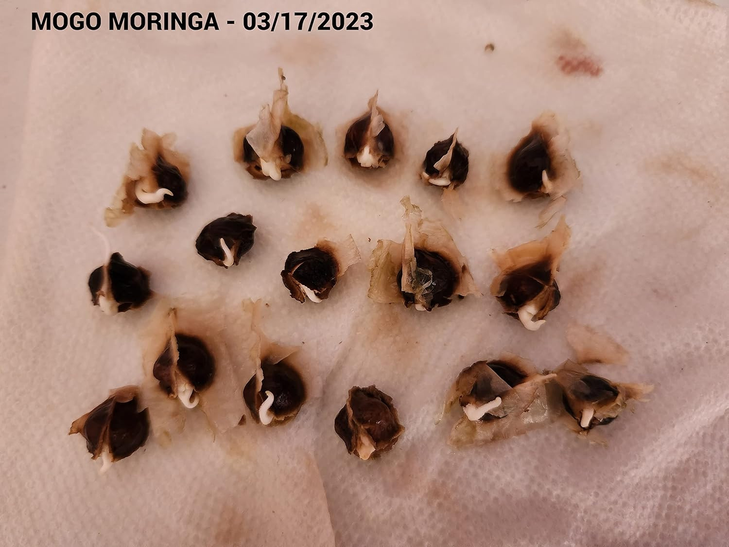 100 Moringa Seeds Approx | Moringa Seeds for Planting | Excellent Germination |
