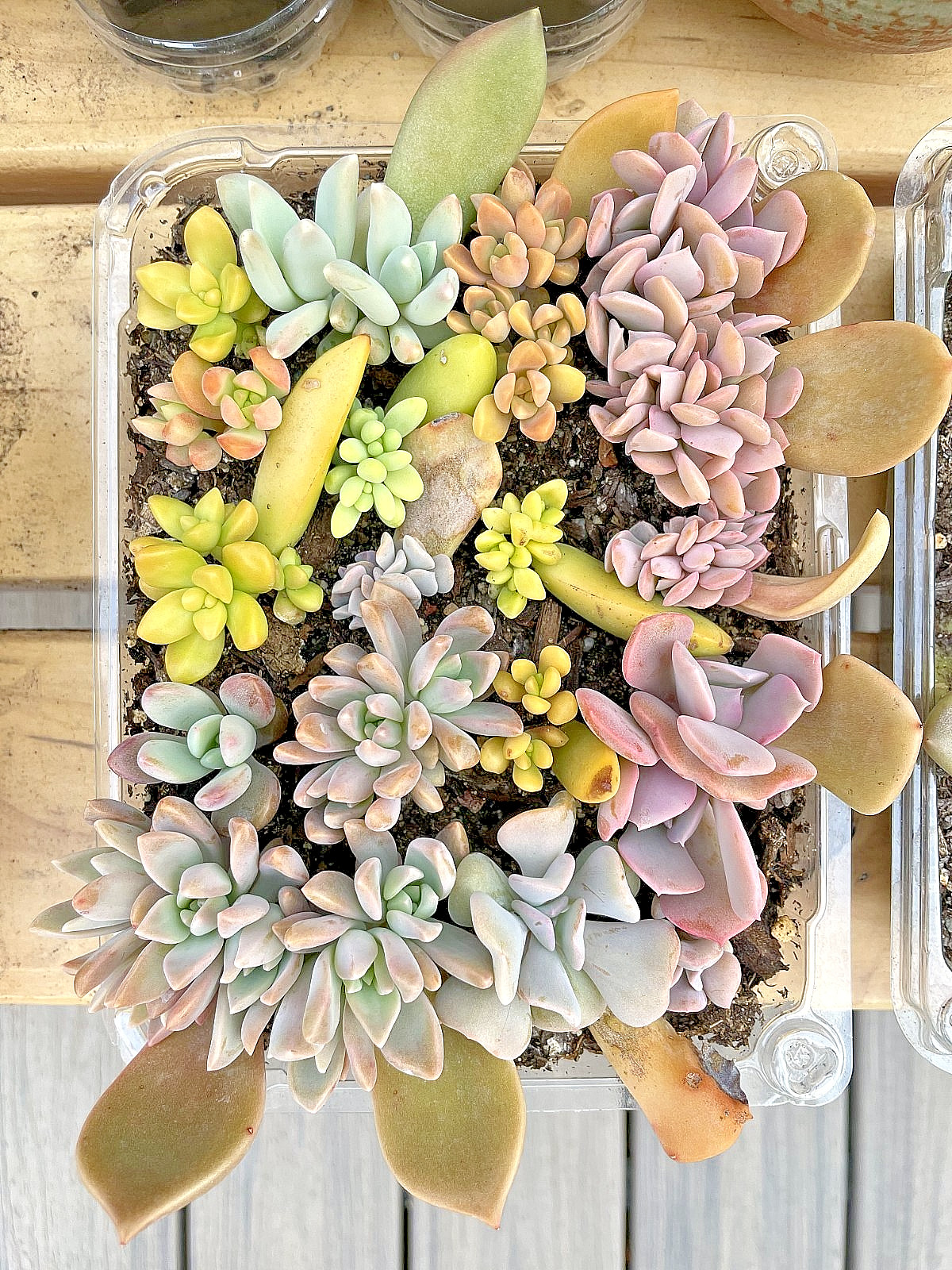 20 Succulent Plants Leaves for Propagation Assorted Variety Starter for Beginner