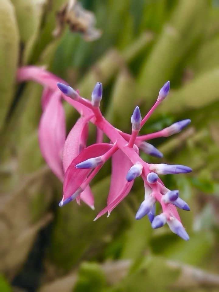Quesnelia marmorata – Straight Leaf Tips Form (NOT Tim Plowman) Large plant