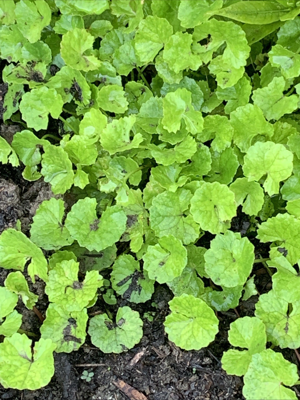 30+ Rau Ma Plants Pennywort, Gotu Kola Centella Asiatica