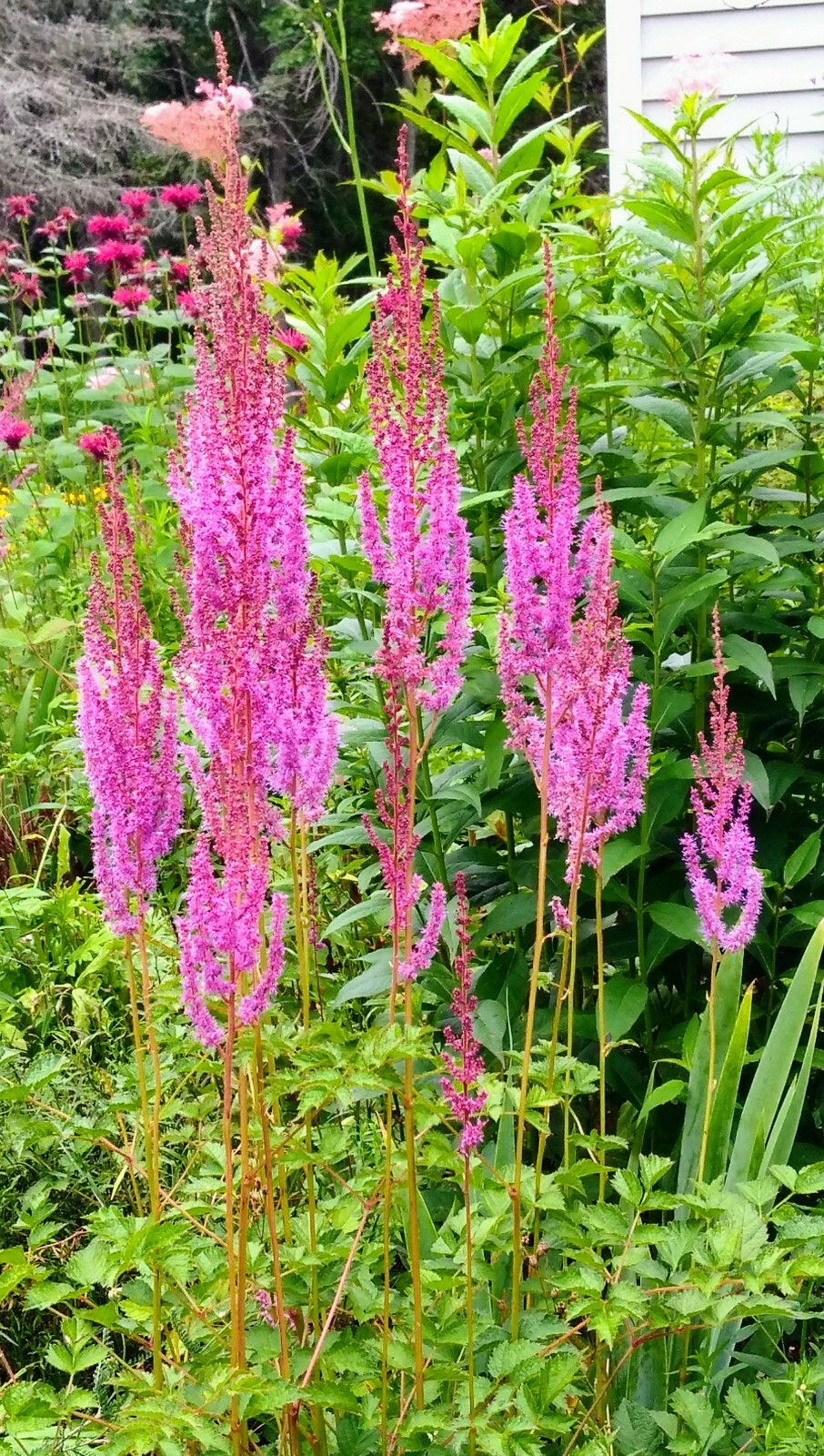 2 tall pink astilbe mature divisions