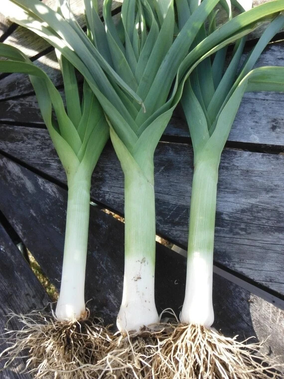 200 AMERICAN FLAG LEEK SEEDS ~ heirloomseedguy ~ 2026 ~ NON-GMO