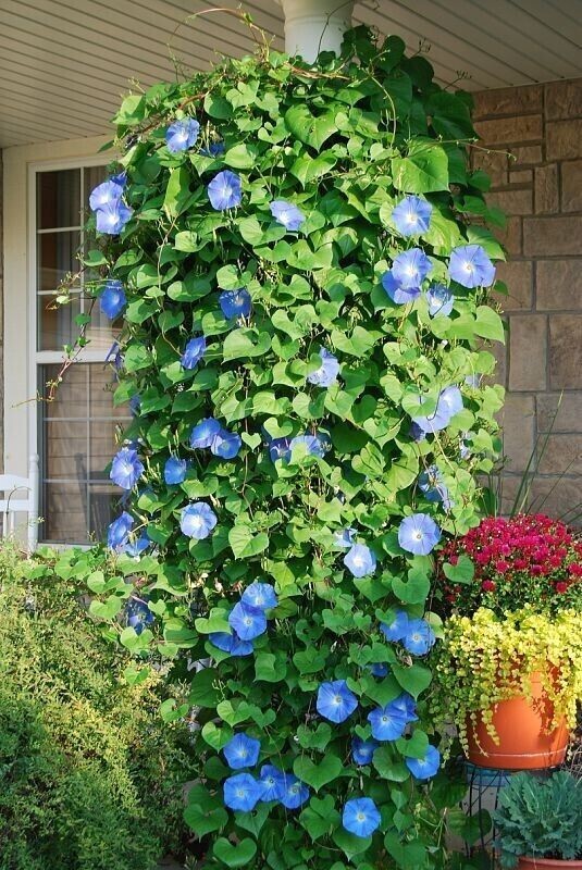 400+ Morning Glory Seeds – Heavenly Blue —————– Climbing – Beautiful