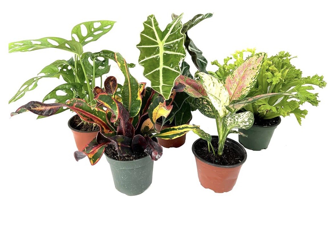 5 Pk 4” Assorted Plants