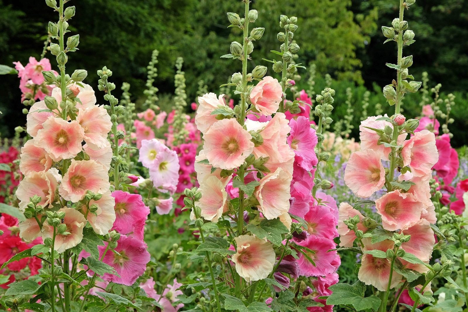 25 PEACH HOLLYHOCK Alcea Rosea Flower Seeds Perennial *Flat S/H