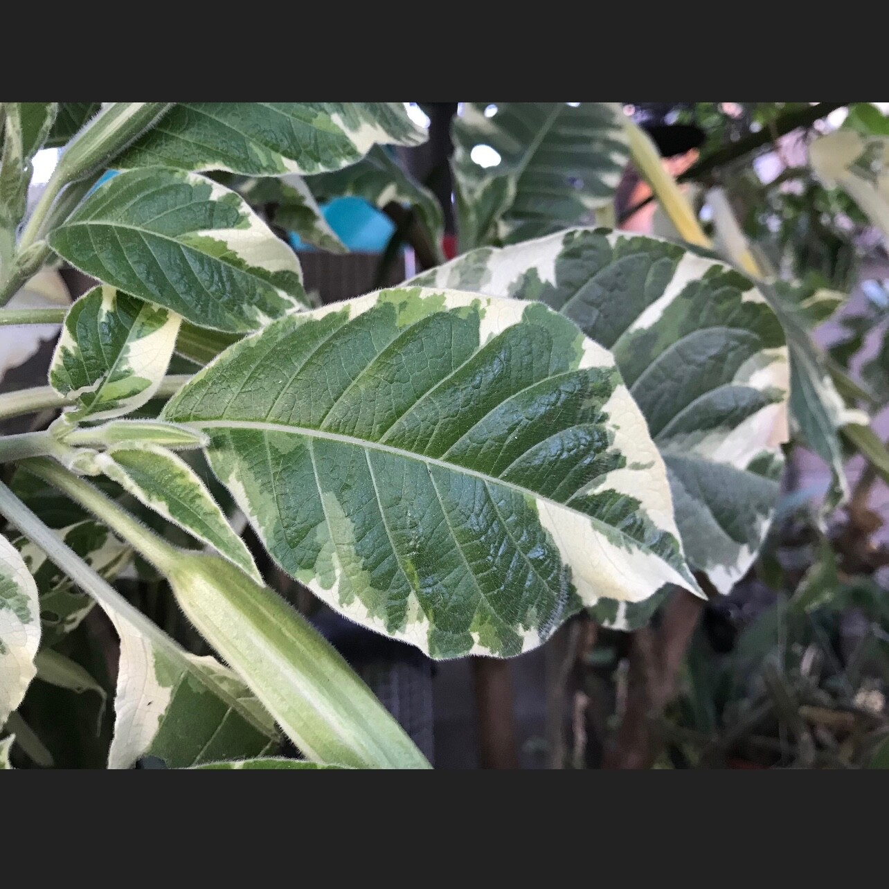Variegated Brugmansia Angel’s Trumpet Unrooted Plant Cuttings