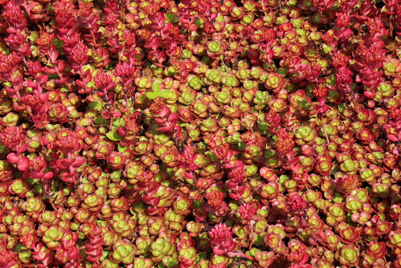 50 Red DRAGONS BLOOD SEDUM Stonecrop Sedum Spurium Flower Seeds