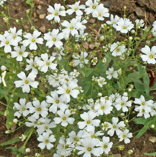 Cottage Garden Series SIMPLY ROMANTIC Flower Mix White Pink Bouquet 500 Seeds