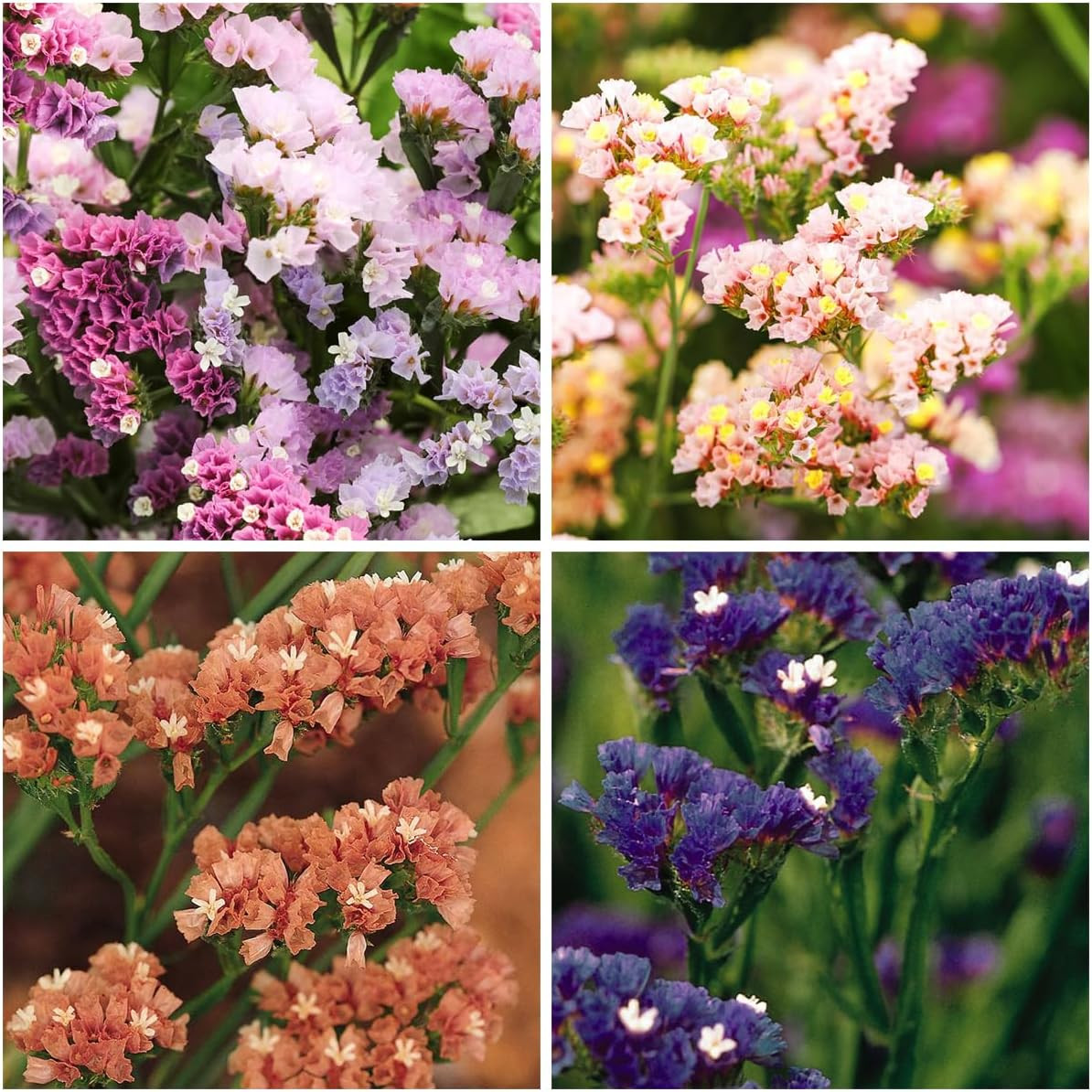 1000+ Mix Statice Pastel Seeds for Planting Outdoors-Annual Limonium Sinuatum Be
