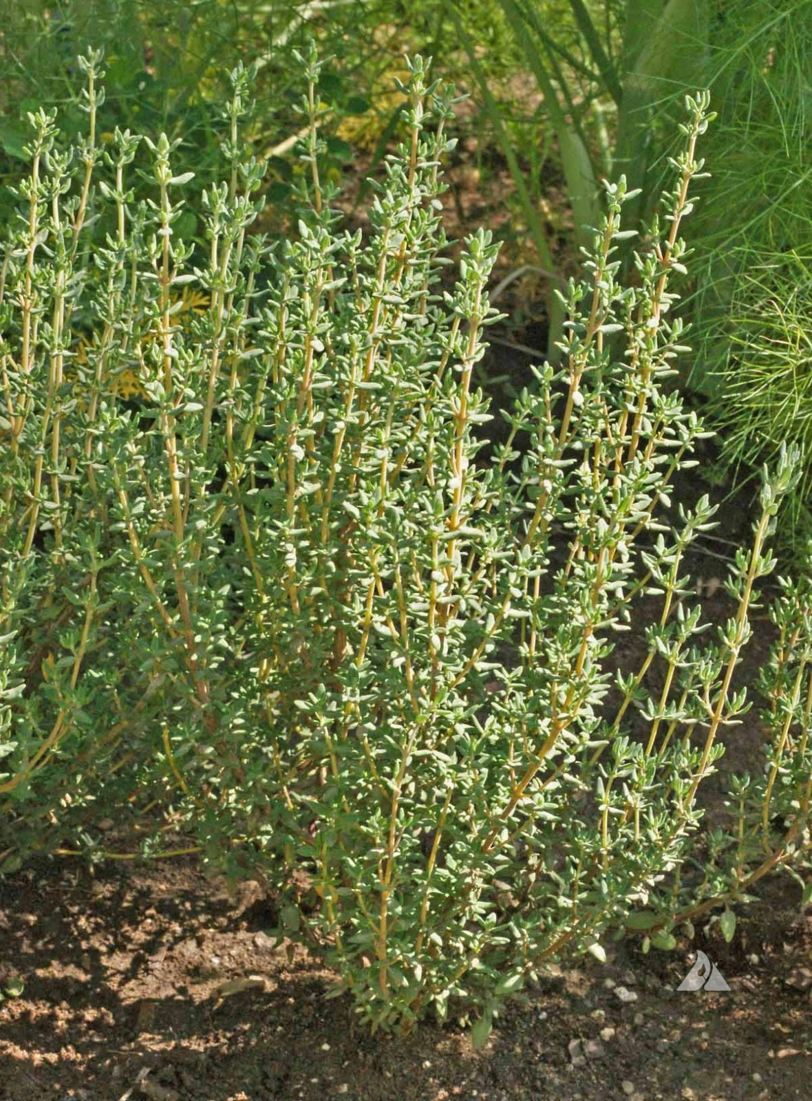 German Winter Thyme Seeds, 700 seeds Heirloom, Free Shipping