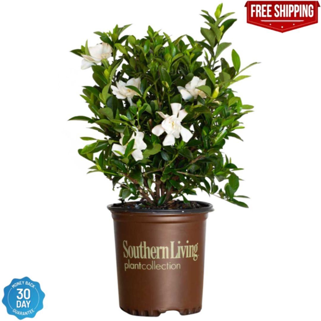 Live Gardenia with White Fragrant Blooms 2.5 qt Evergreen Shrub Garden Plant