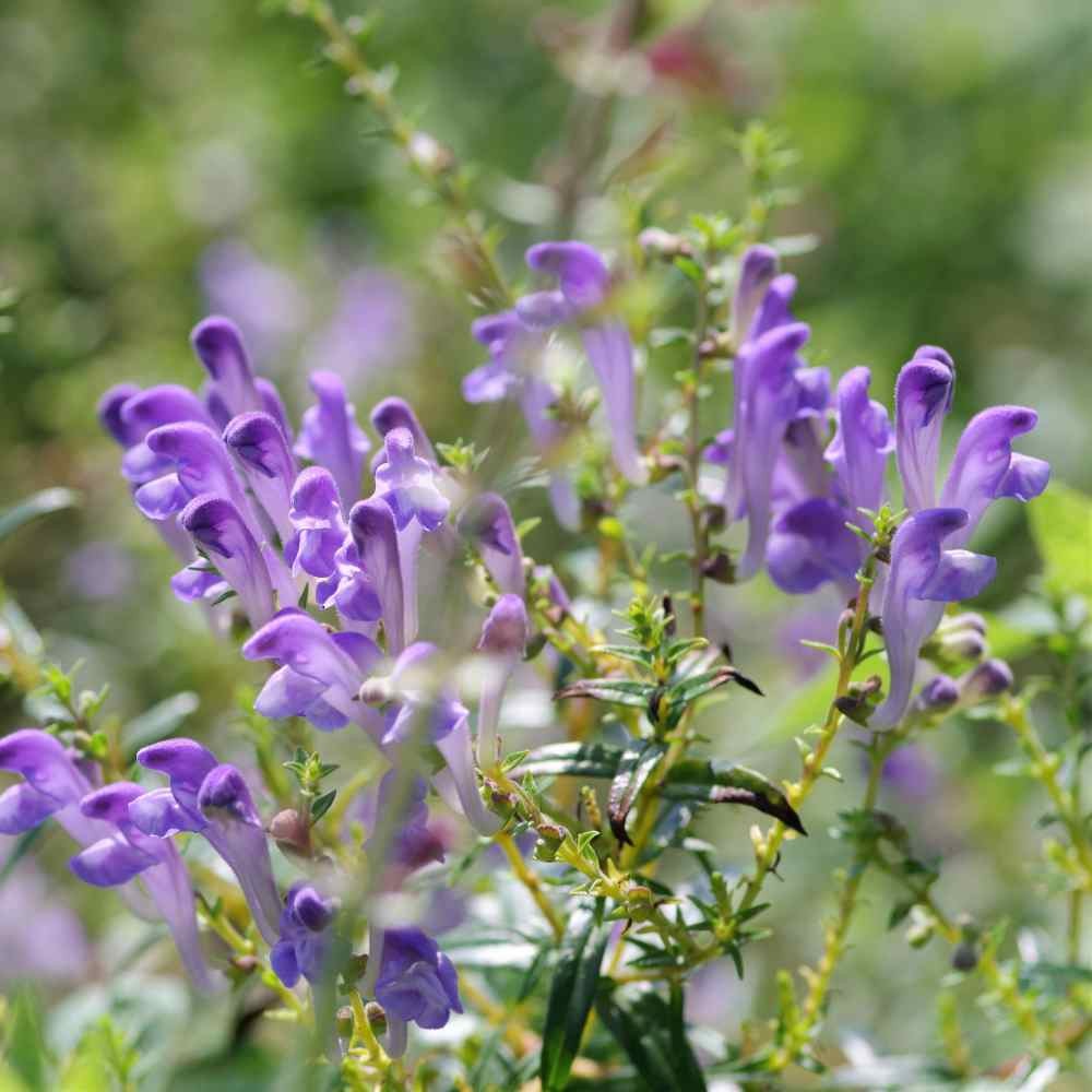 200 Seeds Skullcap Seeds – Baical Skullcap Herb Seed