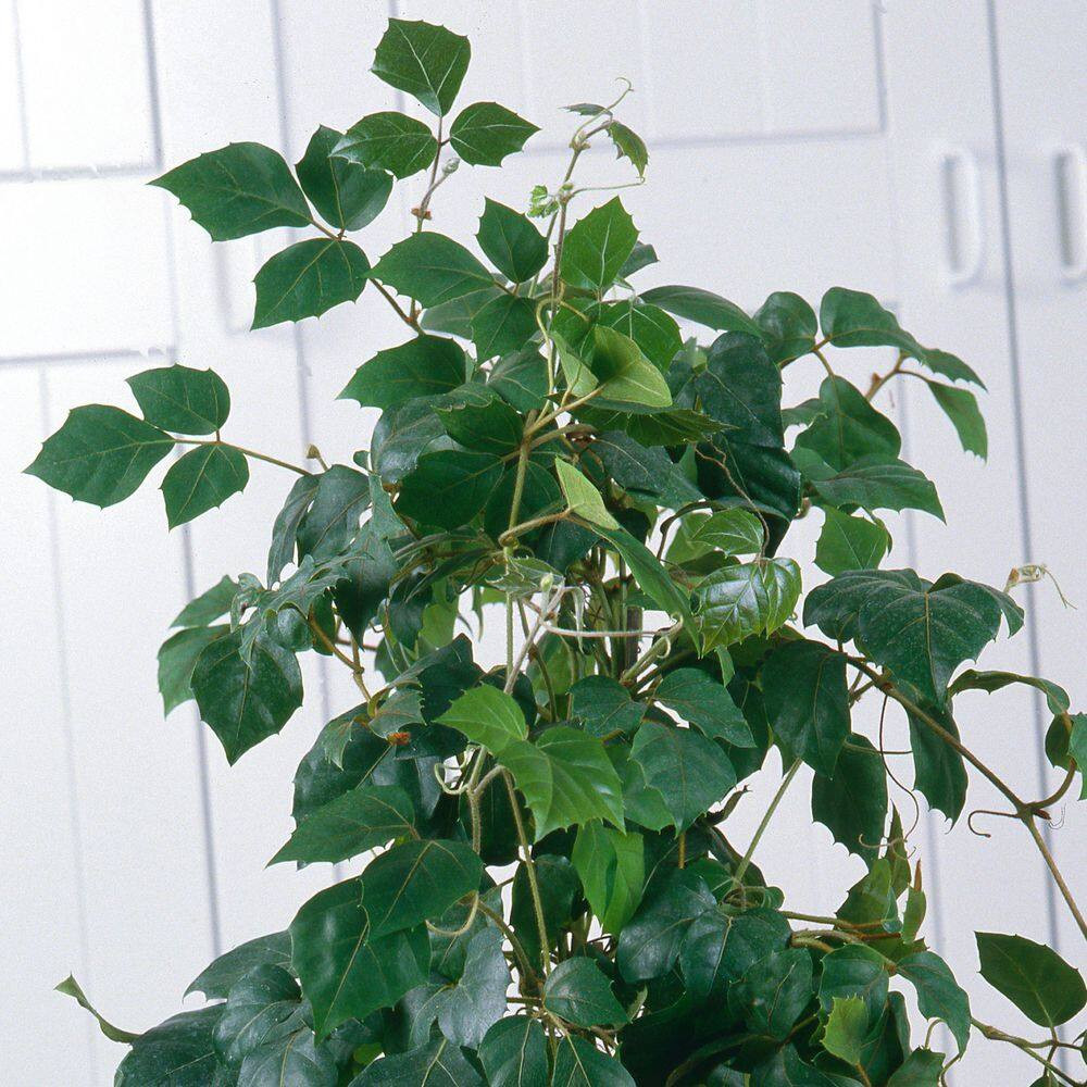 6 In. Cissus Rhombifolia Grape Leaf Plant in Grower Container