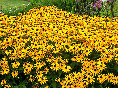 1000+ PERENNIAL WildFlower Seeds w/ Sunflowers Heirloom Pollinator Non-GMO