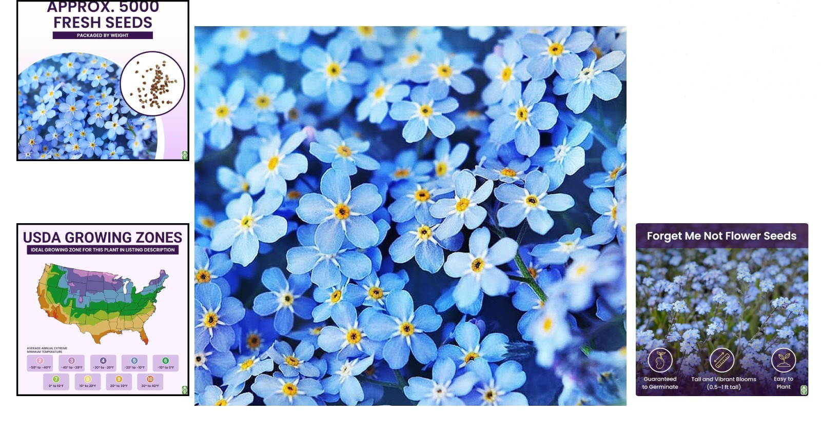 Bulk Forget Me Not Seeds – 5000 Count for Pollinator Gardens – Easy to Grow