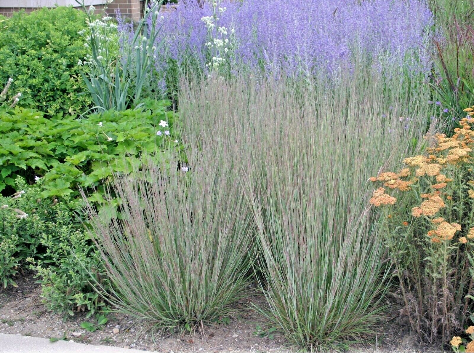 500+ LITTLE BLUESTEM Seeds Native Prairie Grass Ornamental Perennial Fall Colors