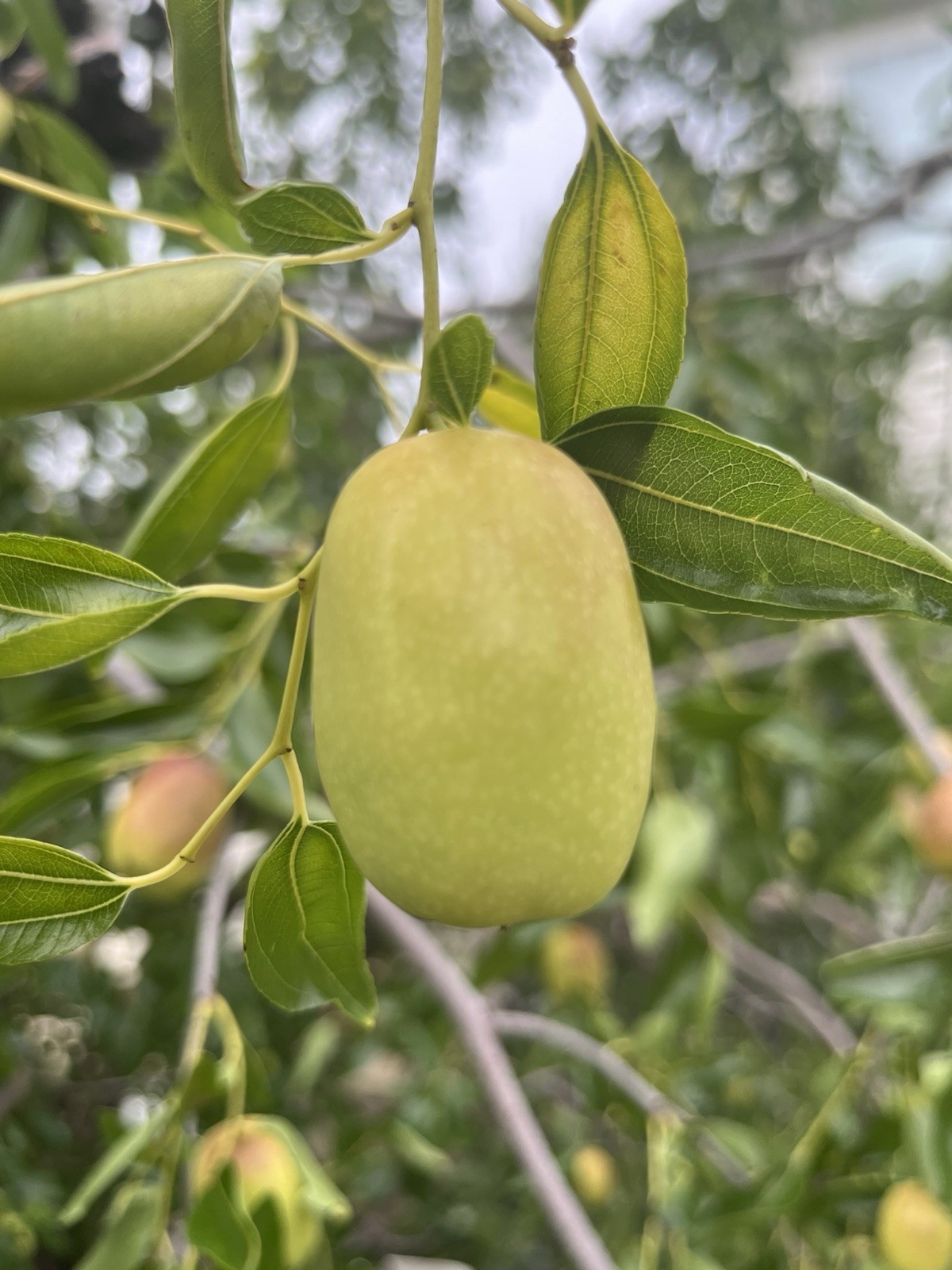 Sugar Cane Jujube Fruit Live Tree 4-5 feet