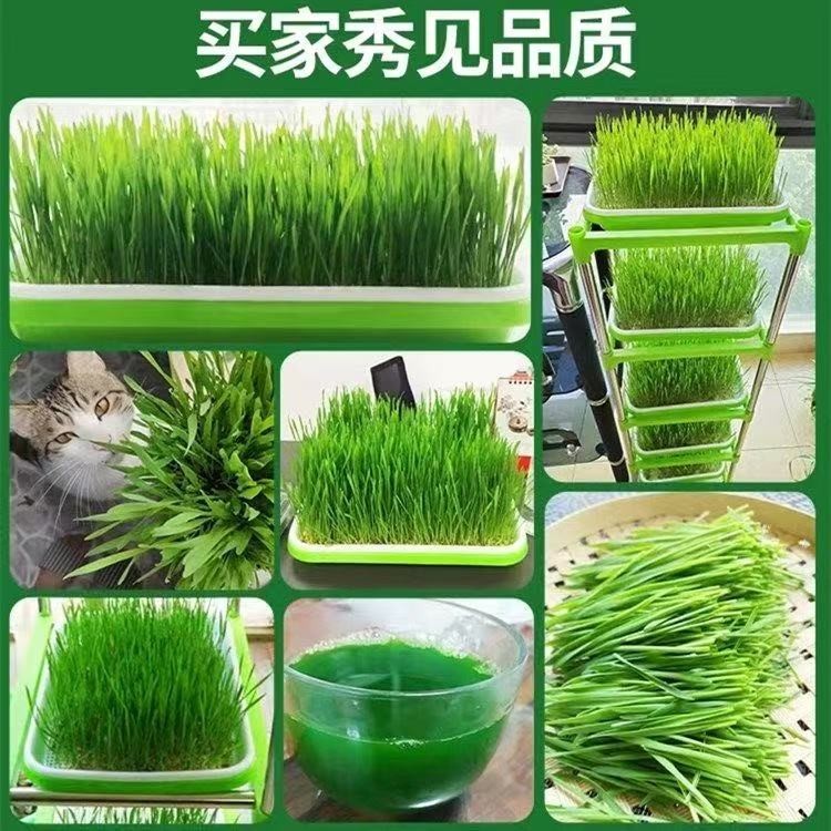 Barley Seeds – High Germination Rate, Grow Barley Grass for Juicing & Cooking
