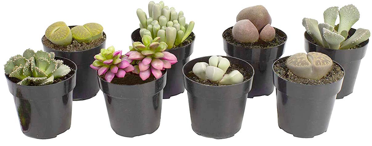 Altman Plants Assorted Succulents Mimicry Collection 2.5 8 Pack Assorted Live
