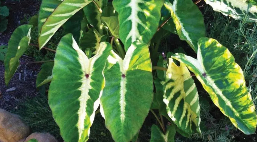 Maui Sunrise Colocasia – 1 Live Plant – 3in Pot – Ships Without Pot