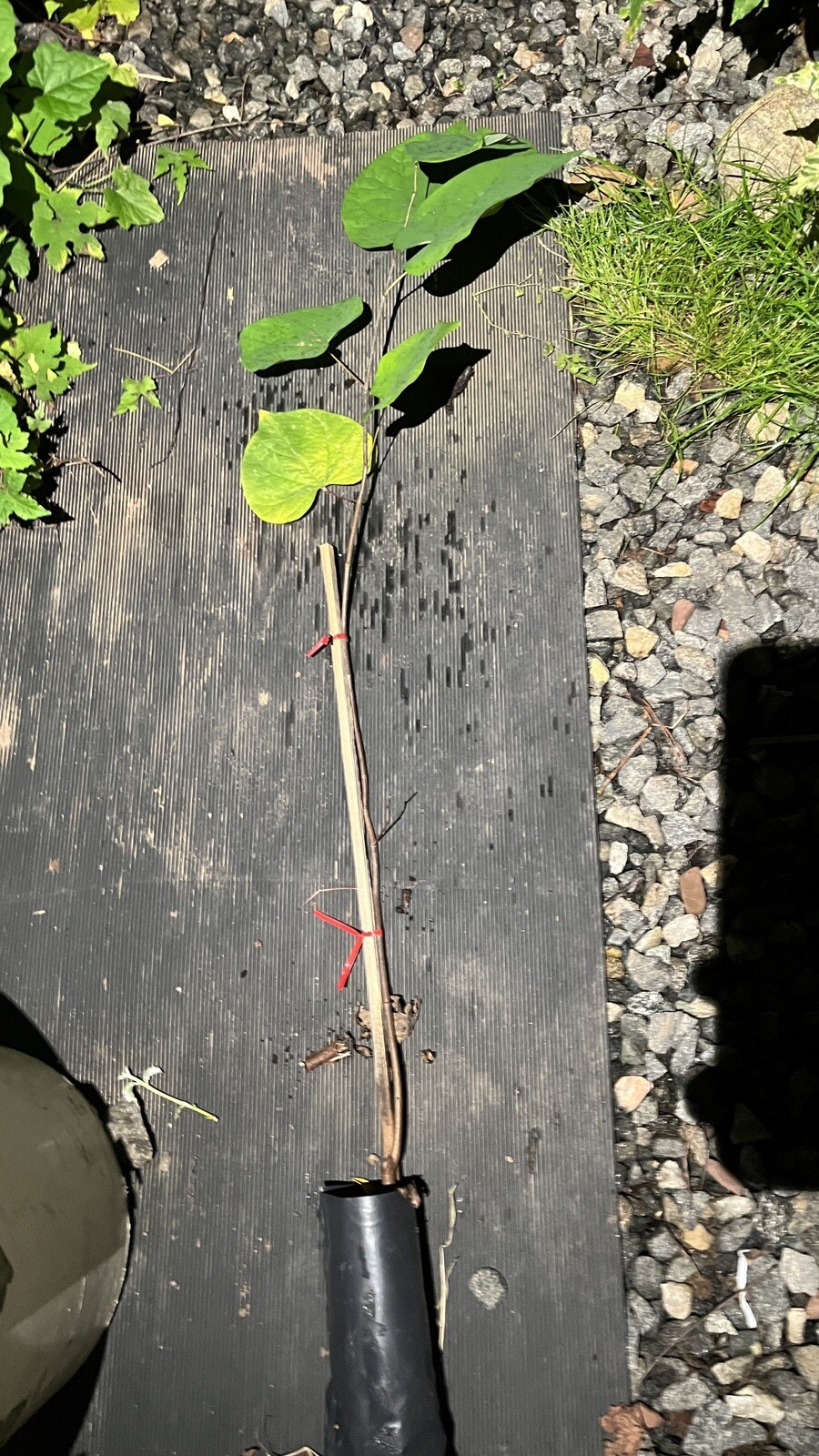 Eastern Redbud 24-36″ tall 2 year old tree (Cercis canadensis) plant