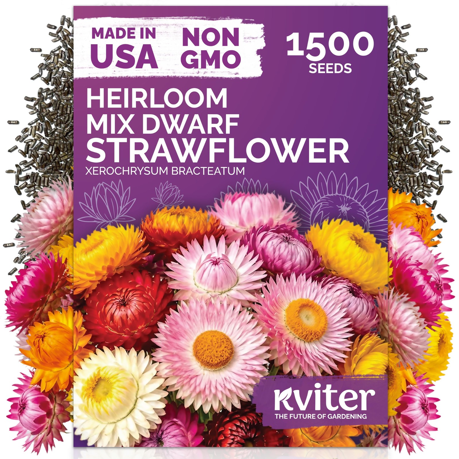 KVITER 1500 Mix Dwarf Strawflower Seeds (Xerochrysum Bracteatum)
