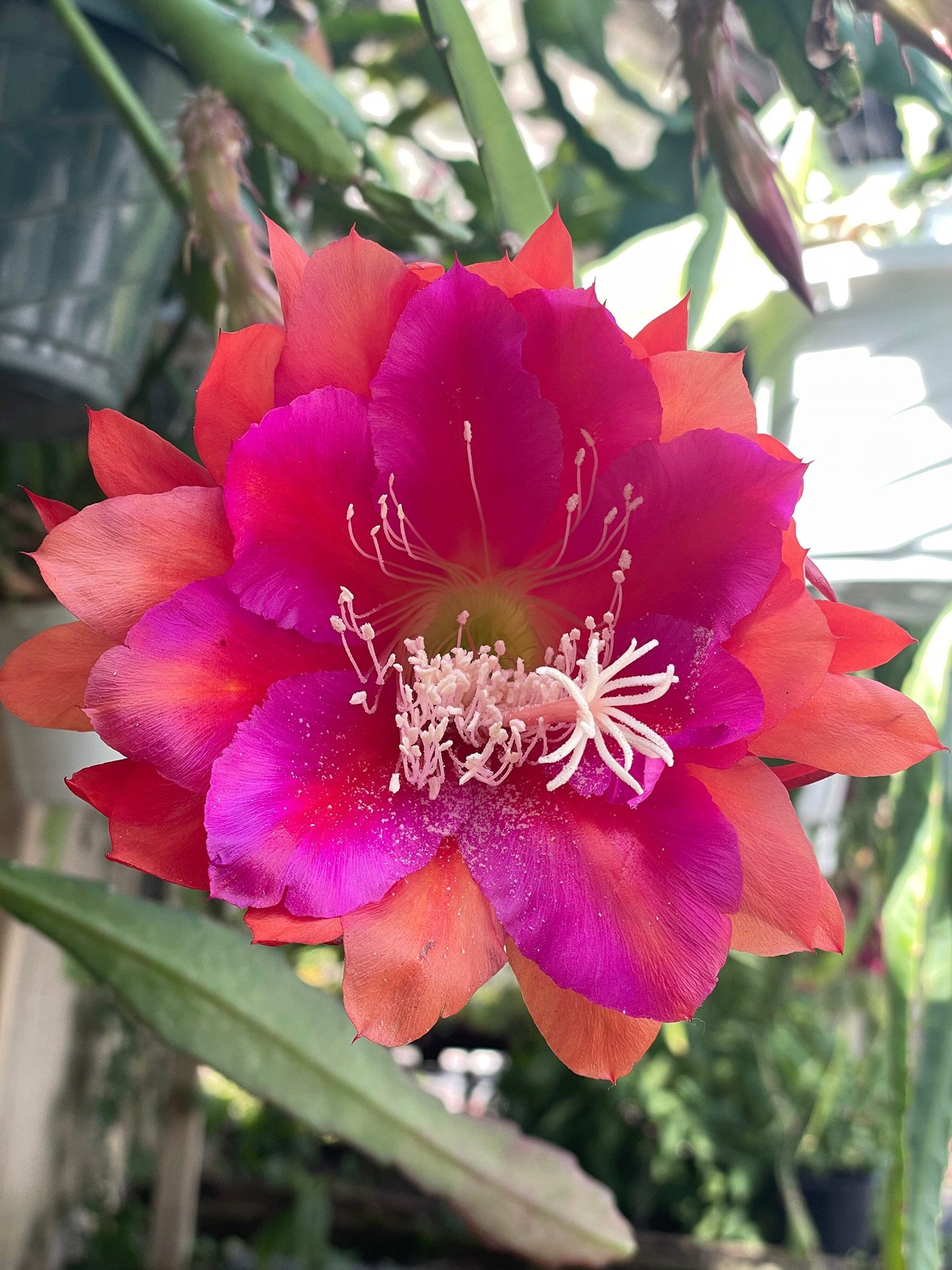 Epiphyllum Hybrid ‘Appeal’ Fully-Rooted Starter Pot –