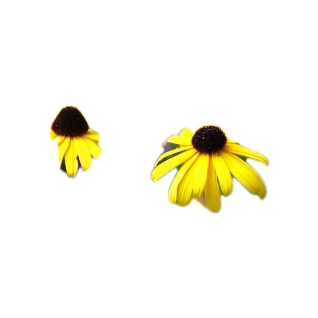 1400 + Rudbeckia Black Eyed Susan Seeds