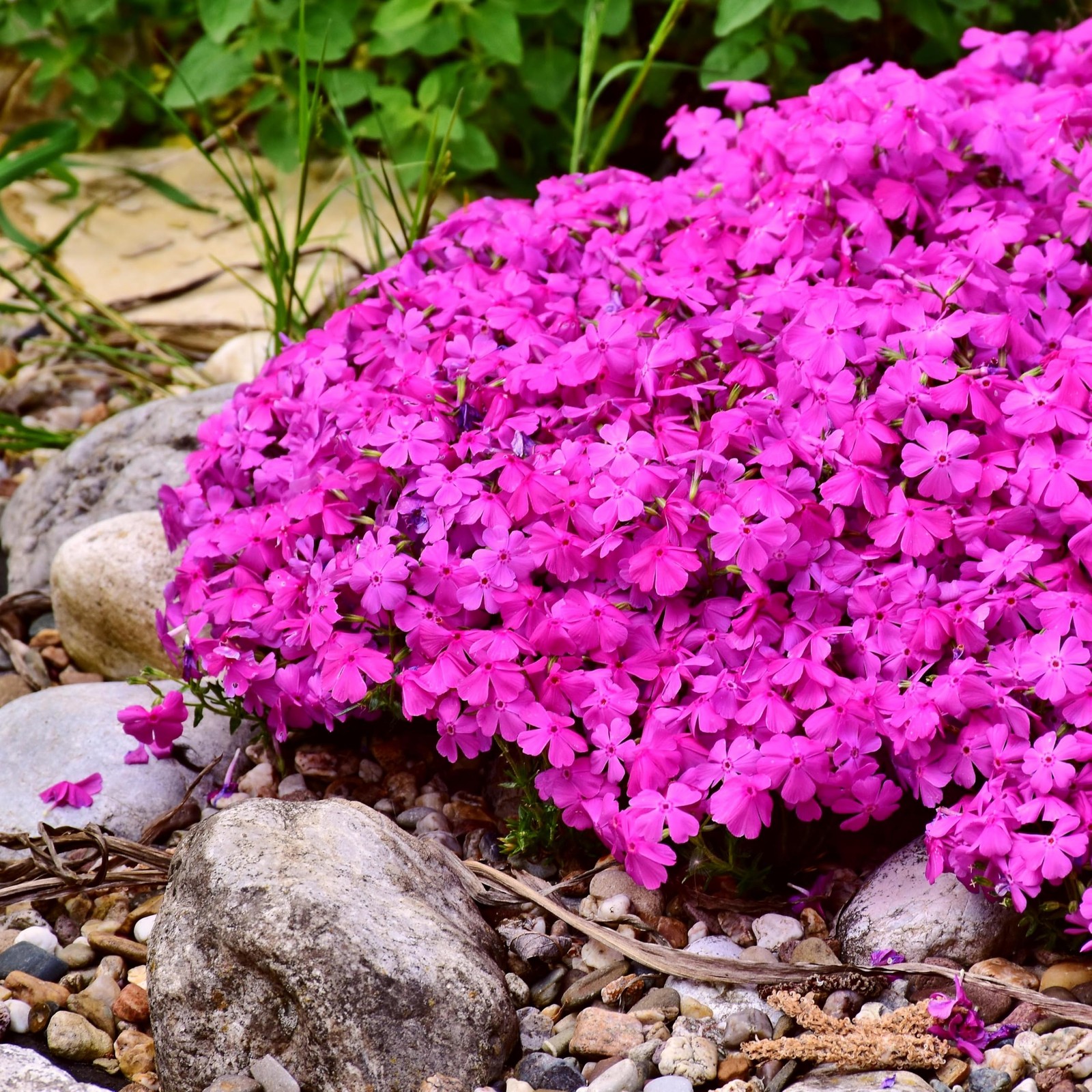 CarpetC 1000+ Creeping Phlox Seeds for Planting, Ground Cover Purple