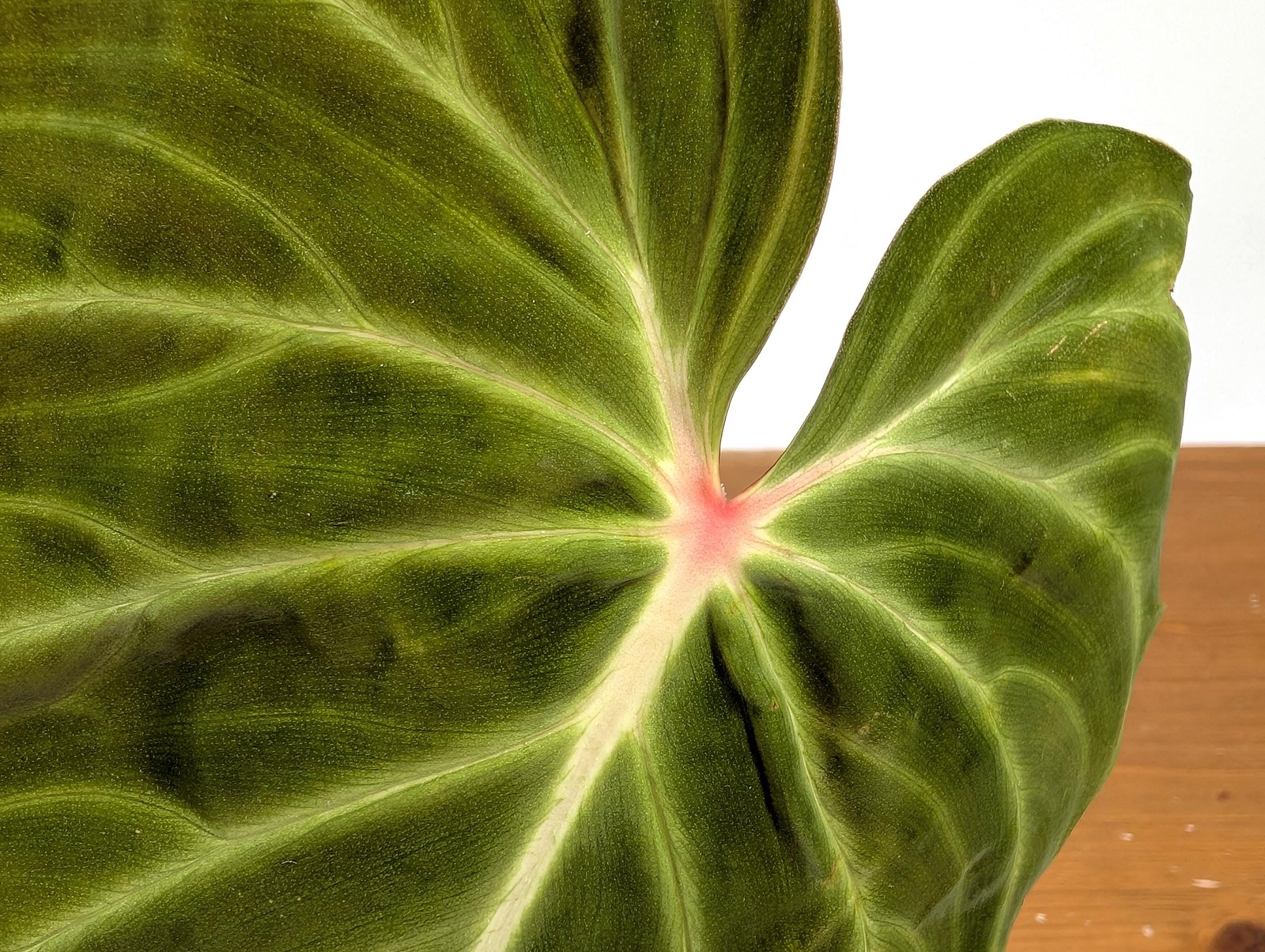 Philodendron Verrucosum ‘Amazon Sunset’ Deep Vibrant Red Backed Velvety Soft