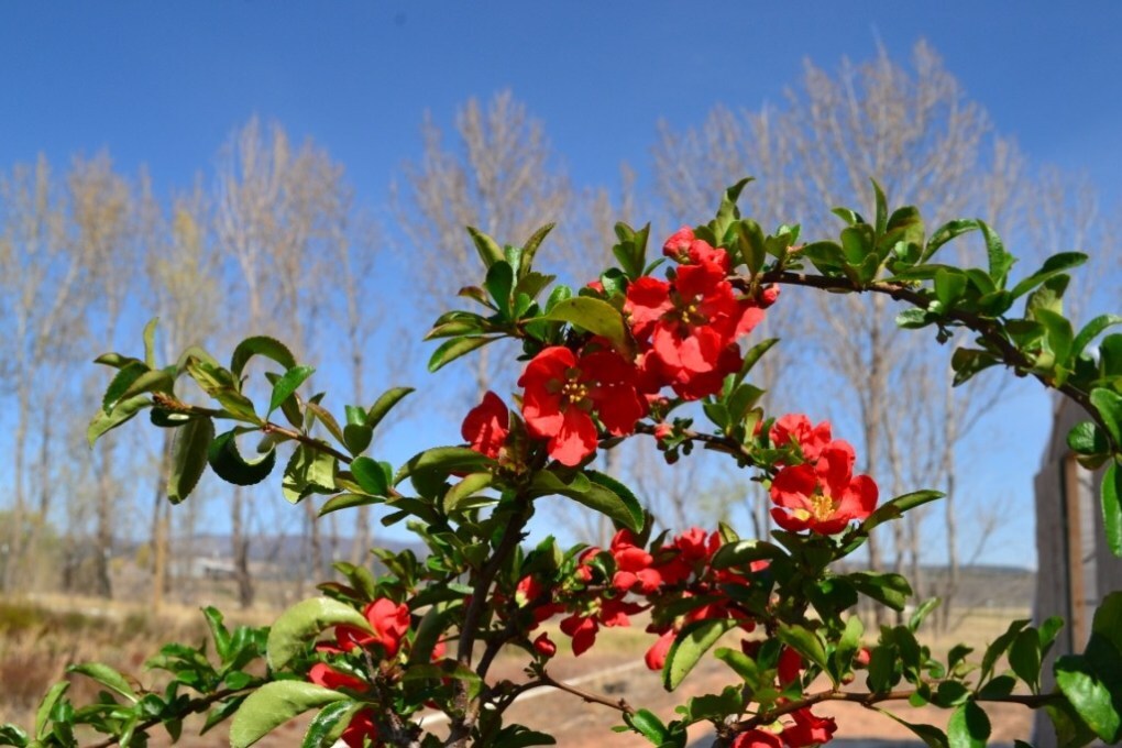 CHAENOMELES SPECIOSA, Flowering Quince