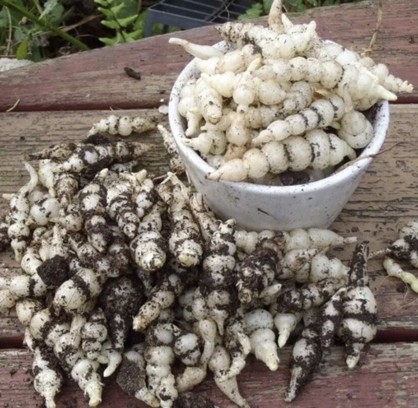 Chinese Artichoke/Stachys Affinis- 3 Tubers for planting – USA Seller