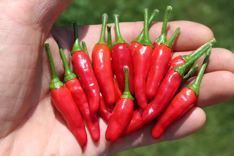 40 Seeds of Hot Black Cobra Chili Pepper – Harvested 2025 – US Grower