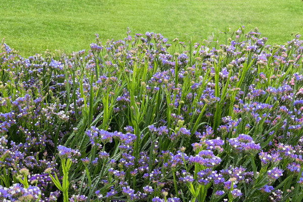 60 seeds STATICE BLUE Limonium Sinuatum Blue River