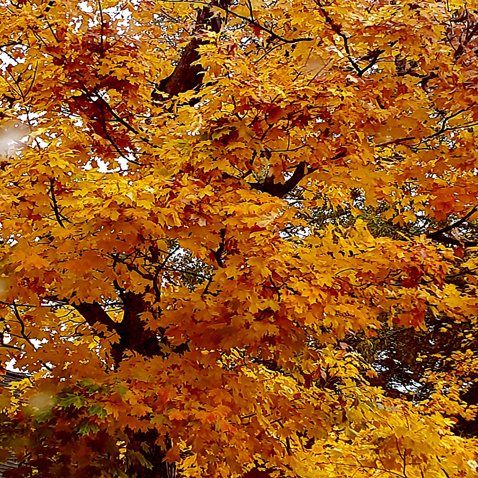 TRIDENT MAPLE TREE SEEDS (Acer buergerianum) Hardy Fall Colors Bonsai Plant