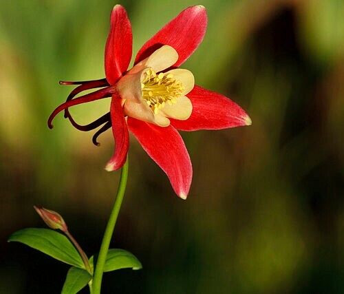 WESTERN RED COLUMBINE, 200 SEEDS, AQUILEGIA FORMOSA, SITKA COLUMBINE