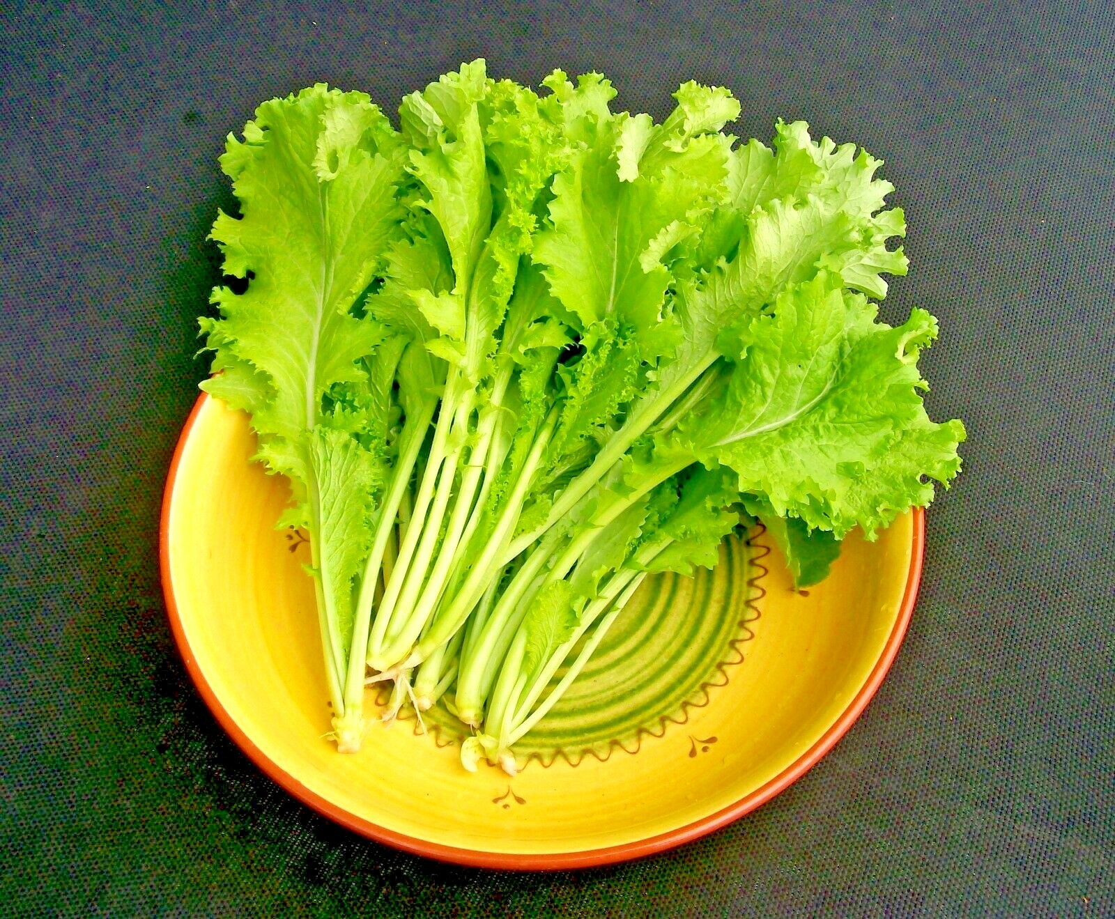 600+GIANT CURLED MUSTARD Seeds Heirloom Vegetable Garden Container Greens Easy