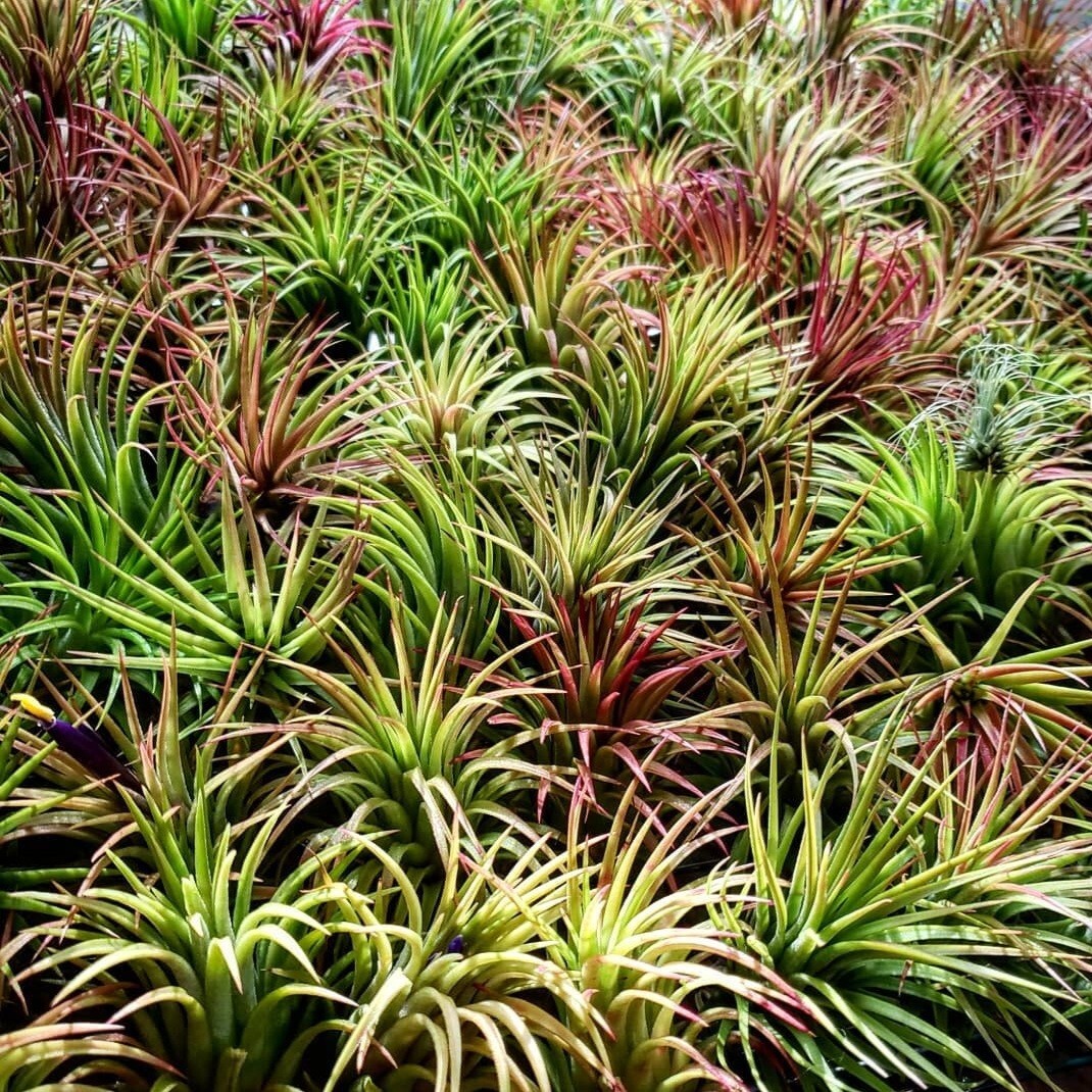 3 For 1 Deal Ionantha Air Plants Wholesale Bulk Lot Of Beautiful Tillandsia