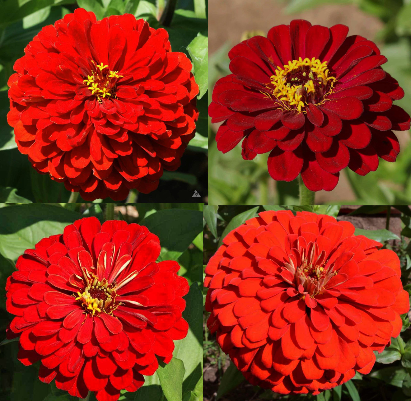 Zinnia Seeds HUMMINGBIRD REDS Bulk Butterflies Love Heirloom Non-GMO 500 Seeds!