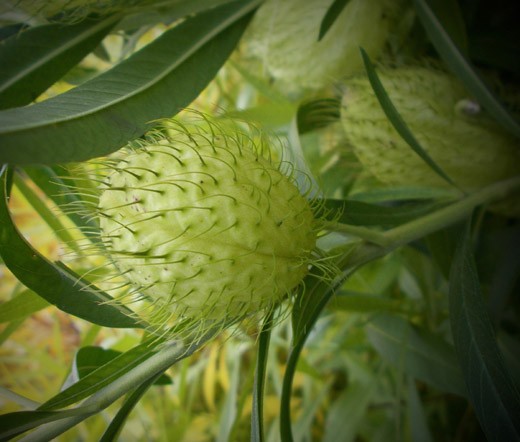 BALLOON PLANT Gomphocarpus Physocarpus – 50 Bulk Seeds