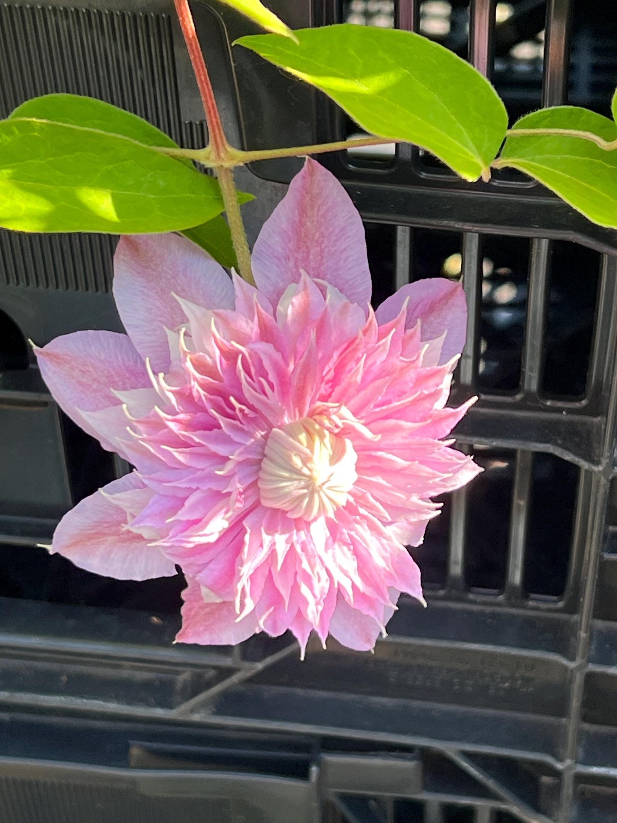 1 “Josephine Evijohil” Clematis Starter Plant (Not Seeds) – US Seller