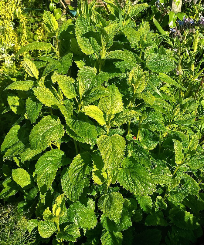 2 Live Lemon Balm Plants, 4–6” Tall, No Pot, Fast-Growing Edible Culinary Herb